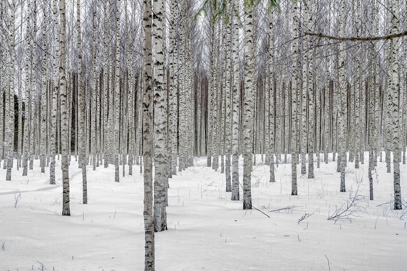 Woodland Grove